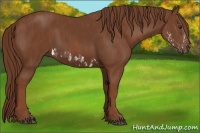 Horse Color:Chestnut Splash Frame Brindle