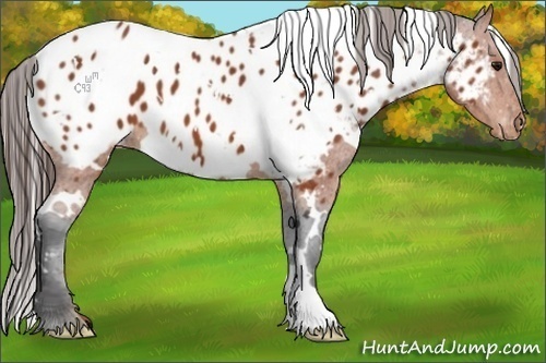 Horse Color:White Spotted Bay Frame Appaloosa