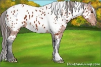 Horse Color:White Spotted Bay Frame Appaloosa