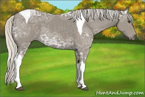 Horse Color:Unknown 