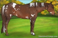 Horse Color:White Spotted Liver Chestnut