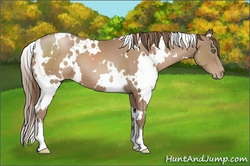 Horse Color:White Spotted Black Pearl