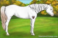 Horse Color:Gold Champagne Snowcap
