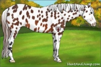 Horse Color:Bay Appaloosa