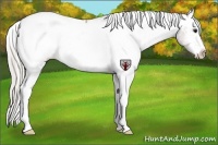 Horse Color:White Spotted Silver Buckskin Appaloosa 