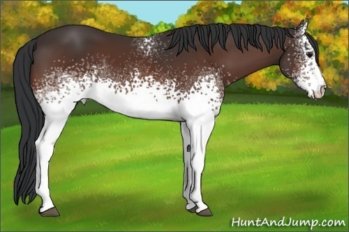 Horse Color:White Spotted Bay 