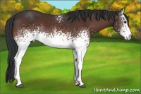 Horse Color:White Spotted Bay