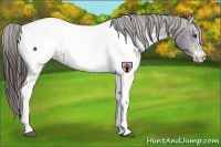 Horse Color:White Spotted Liver Chestnut Near Fewspot 