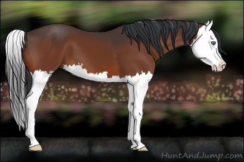 Horse Color:Bay Splash