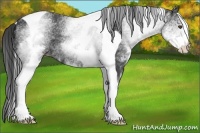 Horse Color:White Spotted Smoky Black Tobiano