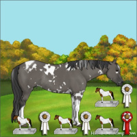 Horse Color:White Spotted Grullo Tobiano Rabicano