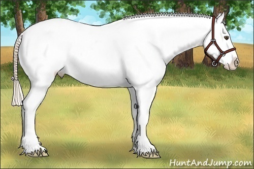 Horse Color:White Spotted Palomino Dun Appaloosa 