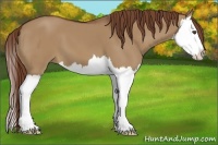 Horse Color:Red Dun Splash 