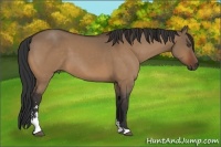 Horse Color:Bay Dun Sabino