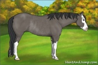Horse Color:Unknown 