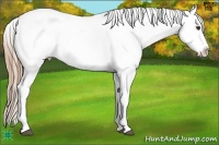Horse Color:Liver Chestnut Sabino Appaloosa Rabicano
