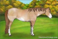 Horse Color:Bay Pearl Sabino 
