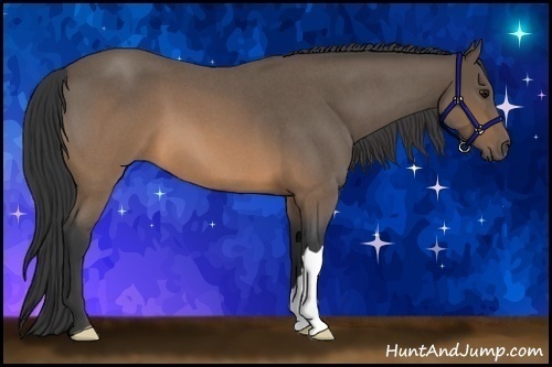 Horse Color:Buckskin Roan