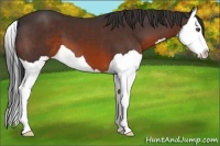 Horse Color:Brown Splash