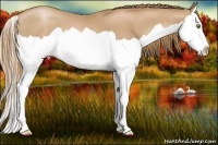 Horse Color:Chestnut Pearl Splash