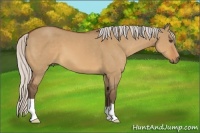 Horse Color:Silver Bay Dun