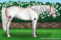 Horse Color:White Spotted Silver Buckskin Pearl Splash Frame Rabicano