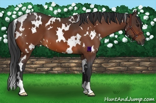 Horse Color:White Spotted Bay 