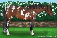 Horse Color:White Spotted Bay 