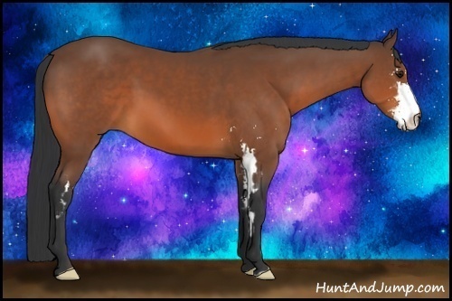 Horse Color:Bay Sabino Frame
