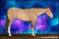 Horse Color:Amber Champagne 