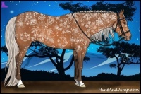 Horse Color:Silver Bay 