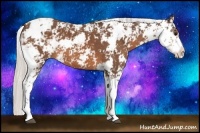 Horse Color:Silver Brown Sabino 
