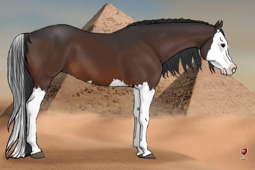 Horse Color:Bay Splash 