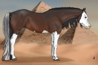Horse Color:Bay Splash 
