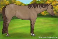 Horse Color:Liver Red Dun 