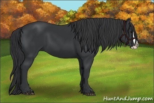 Horse Color:Black Splash