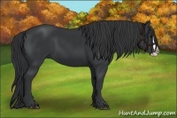 Horse Color:Black Splash 