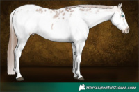Horse Color:White Spotted Brown Roan Splash Frame Appaloosa 