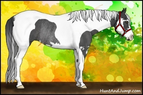 Horse Color:Blue Roan Splash Tobiano Frame Rabicano