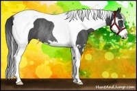 Horse Color:Blue Roan Splash Tobiano Frame Rabicano