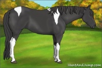 Horse Color:Smoky Black Tobiano 