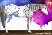 Horse Color:White Spotted Brown Appaloosa 