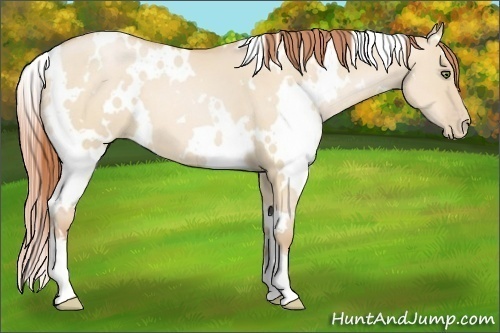 Horse Color:White Spotted Buckskin Pearl Dun