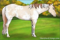 Horse Color:White Spotted Buckskin Pearl Dun 