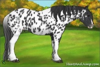 Horse Color:White Spotted Black Splash Tobiano Frame Near Leopard 
