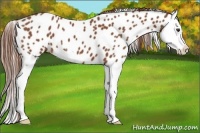Horse Color:Chestnut Splash Appaloosa 