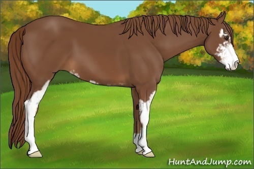 Horse Color:Chestnut Sabino 