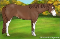 Horse Color:Chestnut Sabino