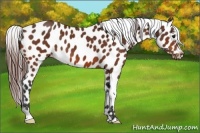 Horse Color:Bay Near Leopard
