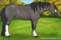 Horse Color:Grullo Rabicano 